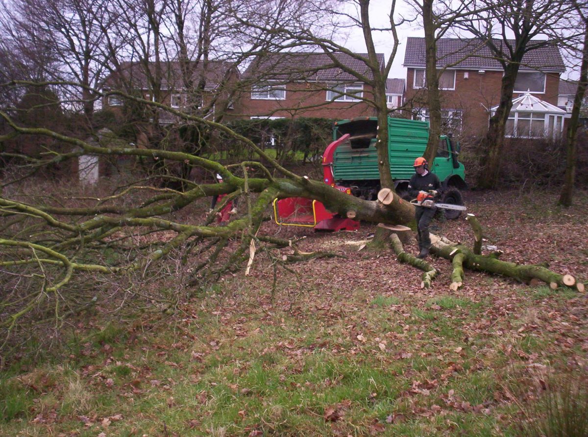 tree work services