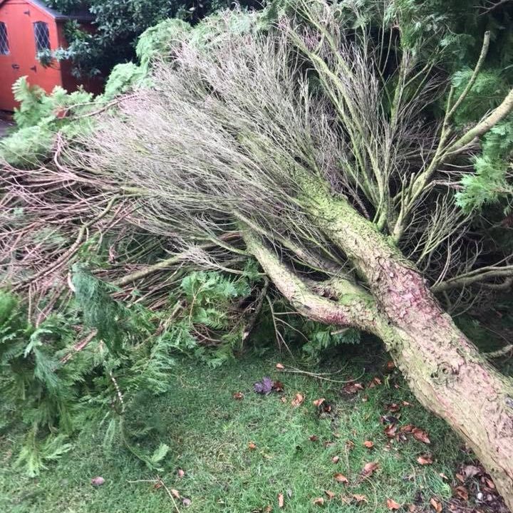 tree felling