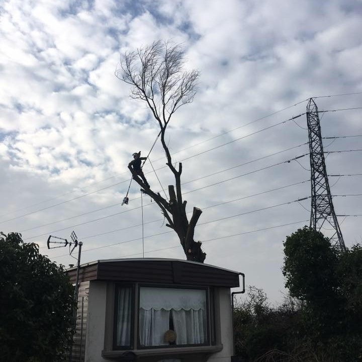 tree surgery